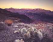 (c) Rob Kleine. All Rights Reserved. Cactus Sunrise.  Grand Canyon National Park.