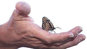 A Grand Canyon butterfly in hand. (c) Rob Kleine, All Rights Reserved.  www.gentleye.com (c) Rob Kleine, All Rights Reserved